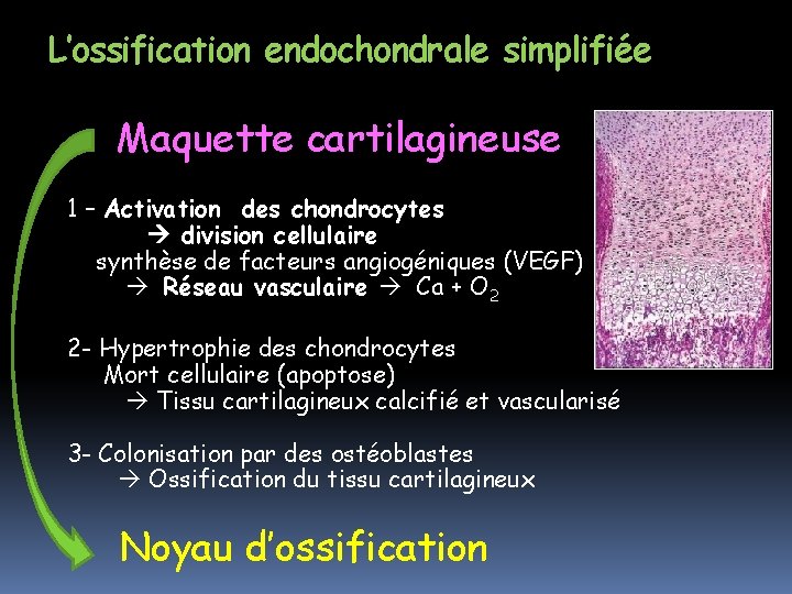 L’ossification endochondrale simplifiée Maquette cartilagineuse 1 – Activation des chondrocytes division cellulaire synthèse de