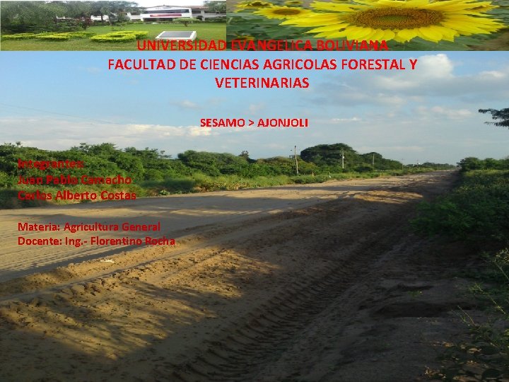 UNIVERSIDAD EVANGELICA BOLIVIANA FACULTAD DE CIENCIAS AGRICOLAS FORESTAL Y VETERINARIAS SESAMO > AJONJOLI Integrantes: