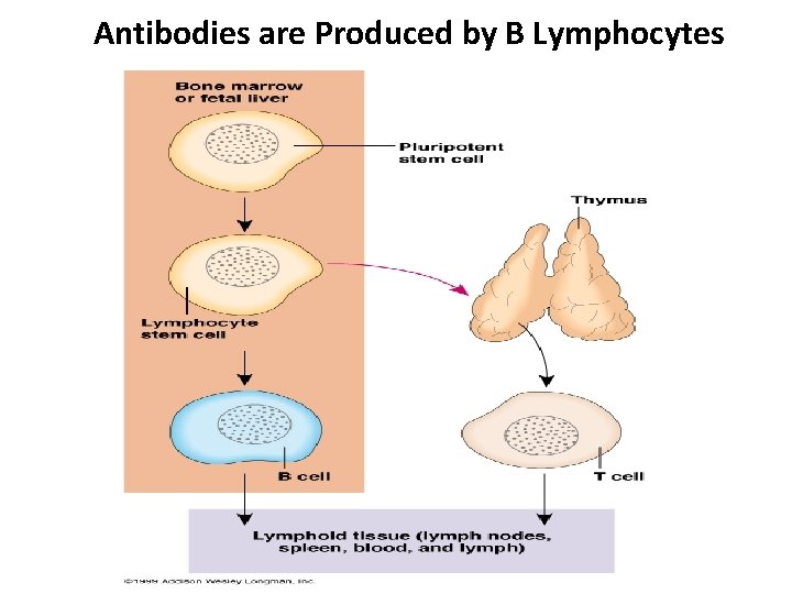 Antibodies are Produced by B Lymphocytes 