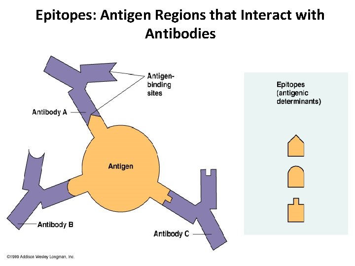 Epitopes: Antigen Regions that Interact with Antibodies 