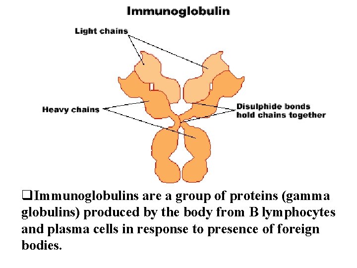 q. Immunoglobulins are a group of proteins (gamma globulins) produced by the body from