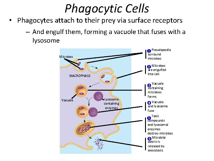 Phagocytic Cells • Phagocytes attach to their prey via surface receptors – And engulf