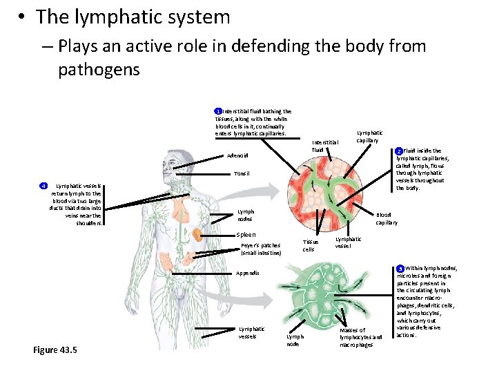  • The lymphatic system – Plays an active role in defending the body