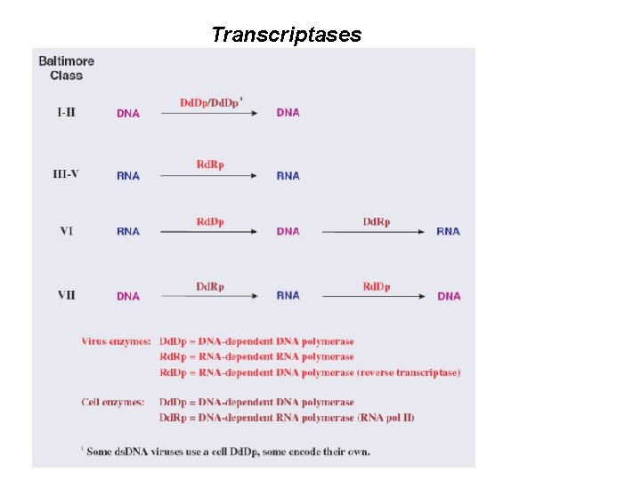 Transcriptases 