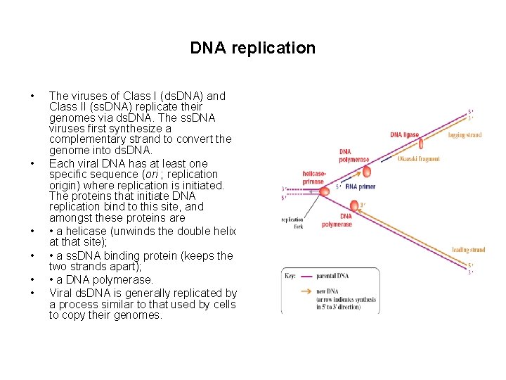 DNA replication • • • The viruses of Class I (ds. DNA) and Class