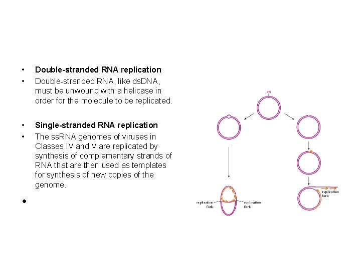 • • Double-stranded RNA replication Double-stranded RNA, like ds. DNA, must be unwound