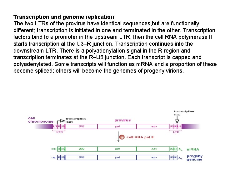Transcription and genome replication The two LTRs of the provirus have identical sequences, but