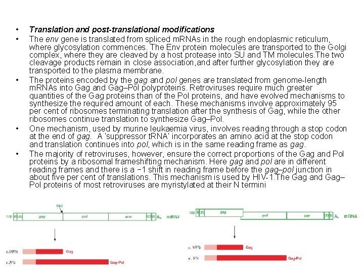  • • • Translation and post-translational modifications The env gene is translated from