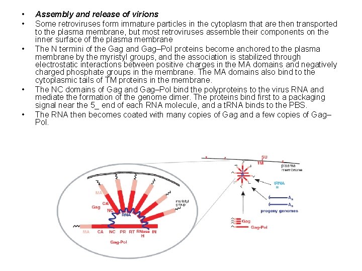  • • • Assembly and release of virions Some retroviruses form immature particles