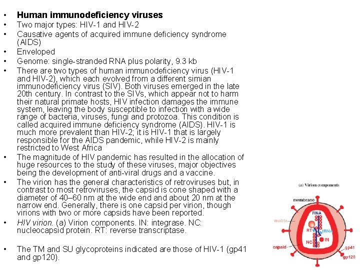  • Human immunodeficiency viruses • • Two major types: HIV-1 and HIV-2 Causative