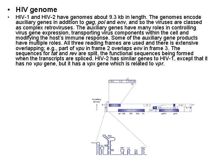  • HIV genome • HIV-1 and HIV-2 have genomes about 9. 3 kb