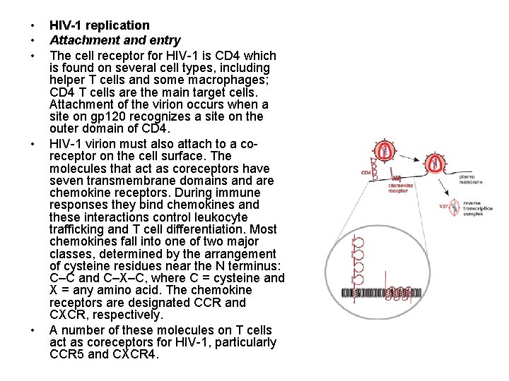  • • • HIV-1 replication Attachment and entry The cell receptor for HIV-1