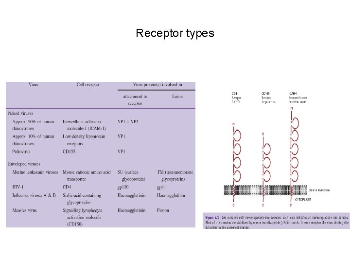 Receptor types 