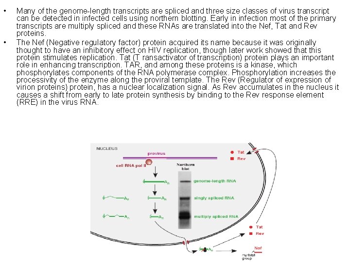  • • Many of the genome-length transcripts are spliced and three size classes