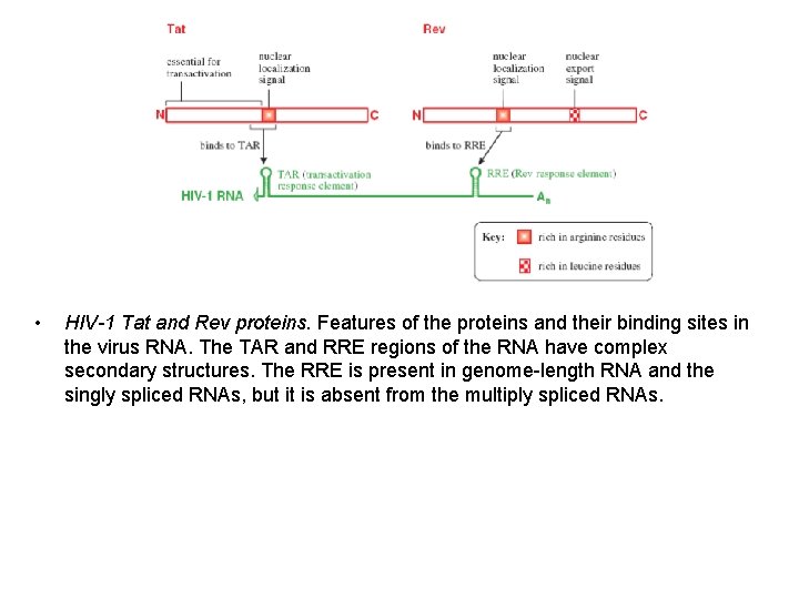  • HIV-1 Tat and Rev proteins. Features of the proteins and their binding