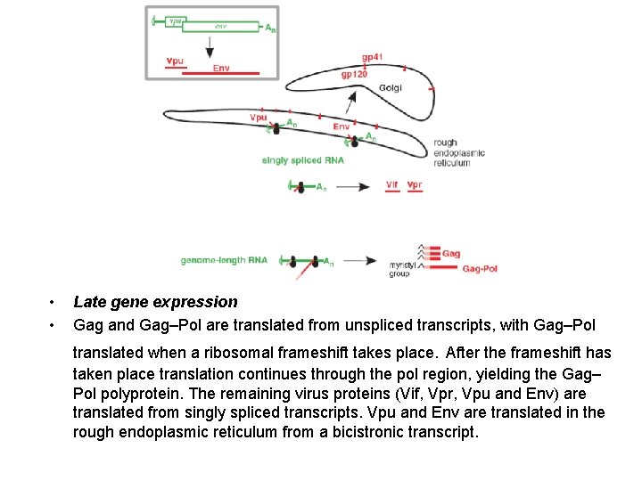  • • Late gene expression Gag and Gag–Pol are translated from unspliced transcripts,