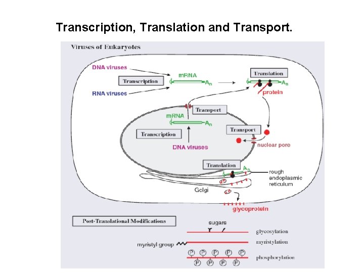 Transcription, Translation and Transport. 