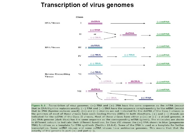 Transcription of virus genomes 