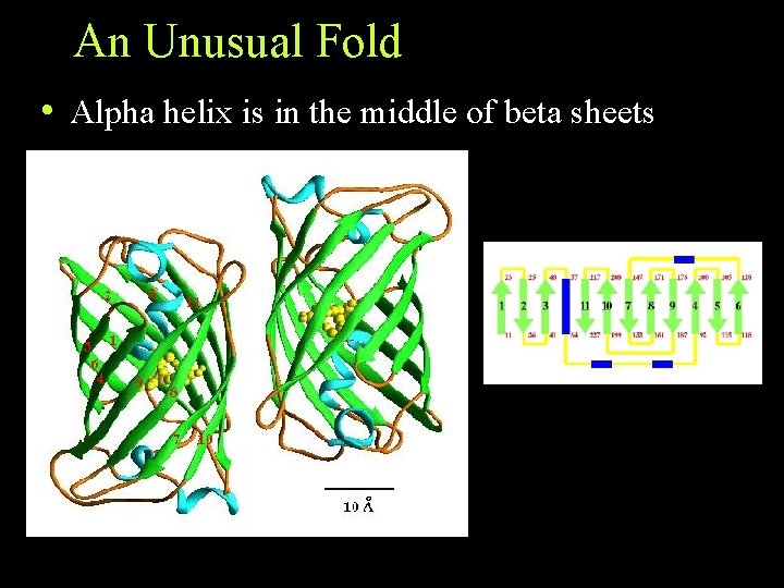 An Unusual Fold • Alpha helix is in the middle of beta sheets An Unusual Fold • Alpha helix is in the middle of beta sheets