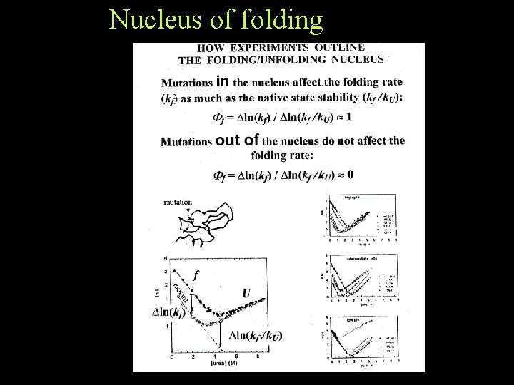 Nucleus of folding Nucleus of folding