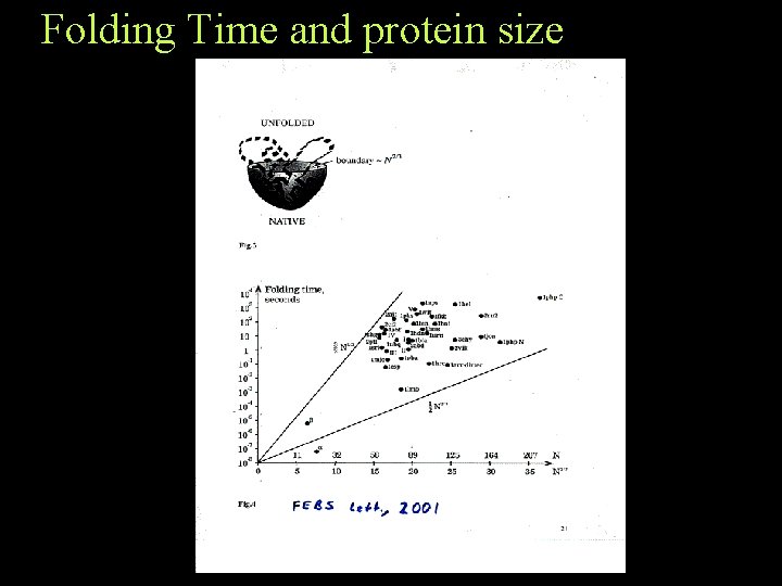 Folding Time and protein size Folding Time and protein size