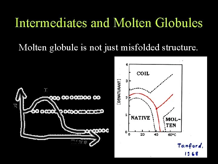 Intermediates and Molten Globules Molten globule is not just misfolded structure. Intermediates and Molten Globules Molten globule is not just misfolded structure.