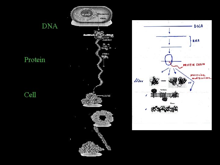 From DNA To Protein In Cell From DNA To Protein In Cell