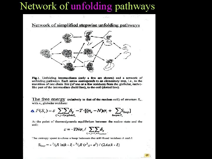 Network of unfolding pathways Network of unfolding pathways