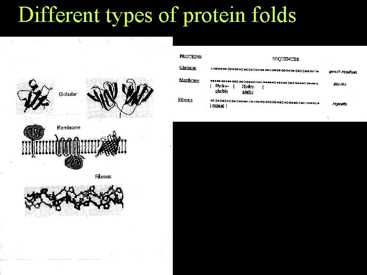 Different types of protein folds Different types of protein folds