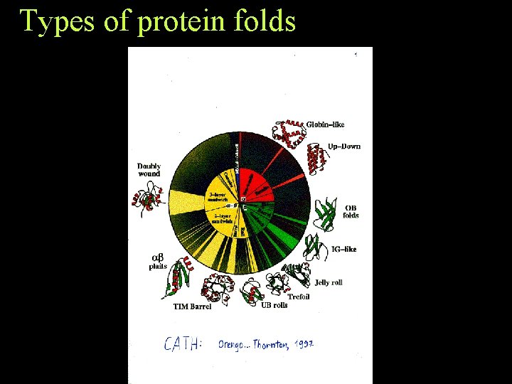 Types of protein folds Types of protein folds