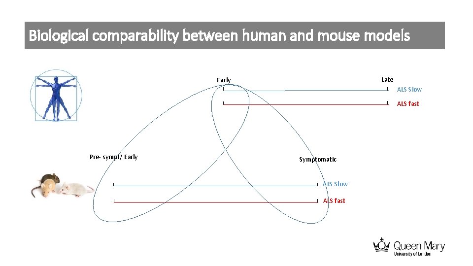 Biological comparability between human and mouse models Late Early ALS Slow ALS fast Pre-