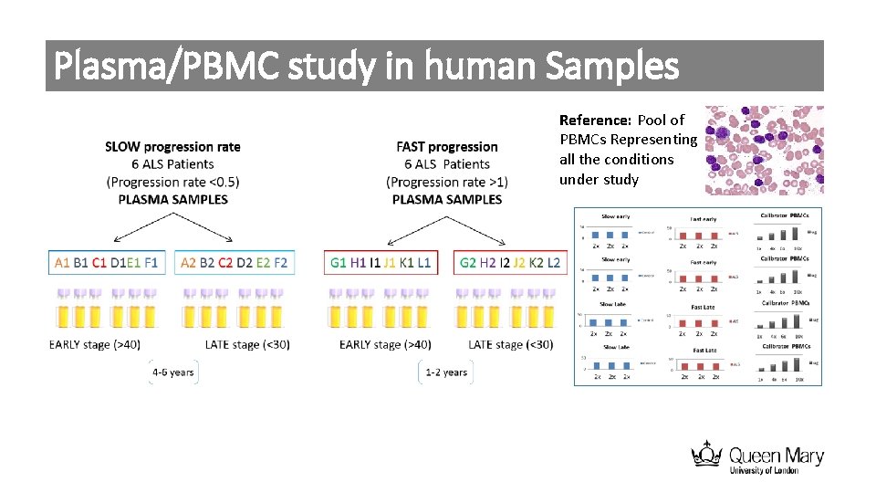 Plasma/PBMC study in human Samples Reference: Pool of PBMCs Representing all the conditions under