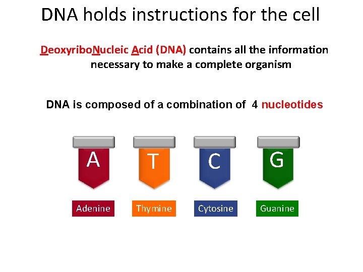 DNA holds instructions for the cell Deoxyribo. Nucleic Acid (DNA) contains all the information