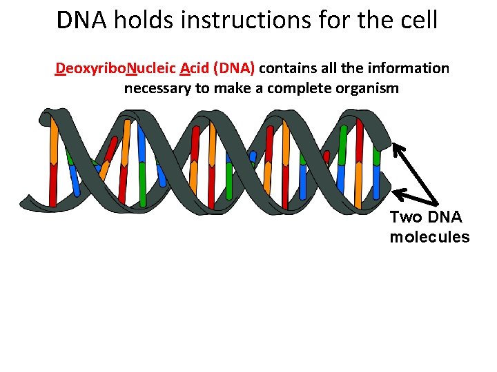 DNA holds instructions for the cell Deoxyribo. Nucleic Acid (DNA) contains all the information