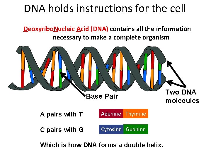DNA holds instructions for the cell Deoxyribo. Nucleic Acid (DNA) contains all the information