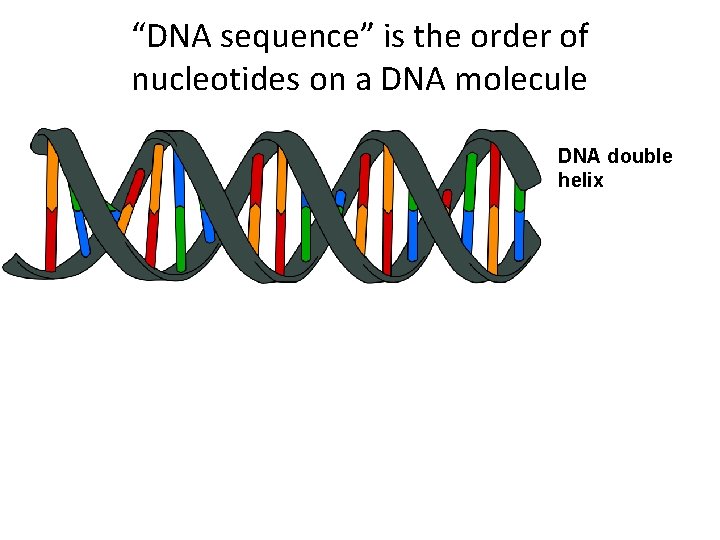 “DNA sequence” is the order of nucleotides on a DNA molecule DNA double helix