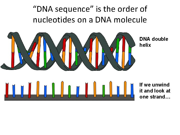 “DNA sequence” is the order of nucleotides on a DNA molecule DNA double helix