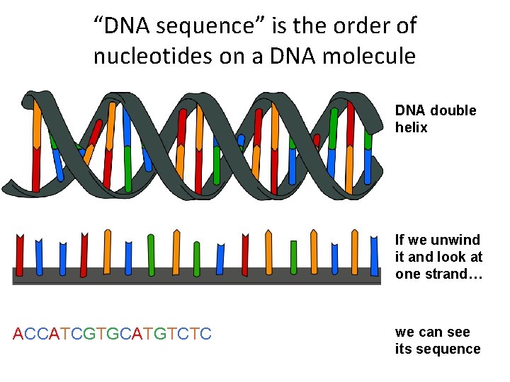 “DNA sequence” is the order of nucleotides on a DNA molecule DNA double helix