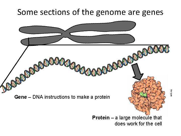 Gene – DNA instructions to make a protein Protein – a large molecule that