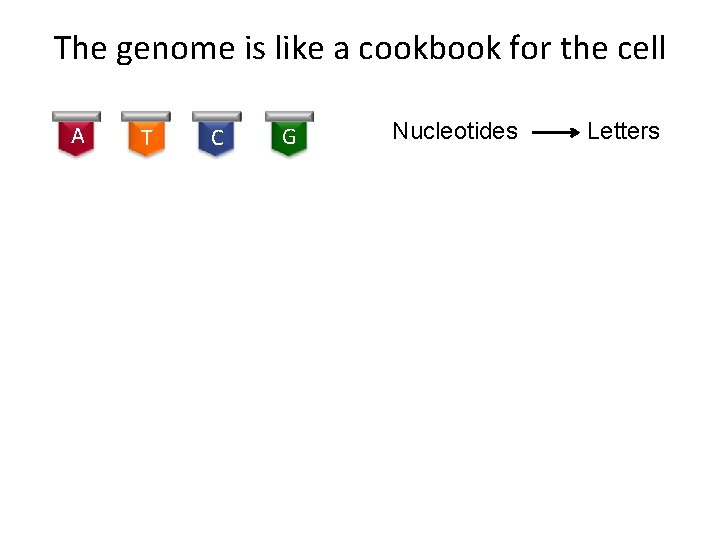 The genome is like a cookbook for the cell A T C G Nucleotides