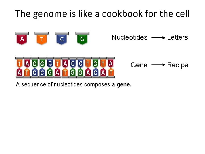 The genome is like a cookbook for the cell A T C G Nucleotides