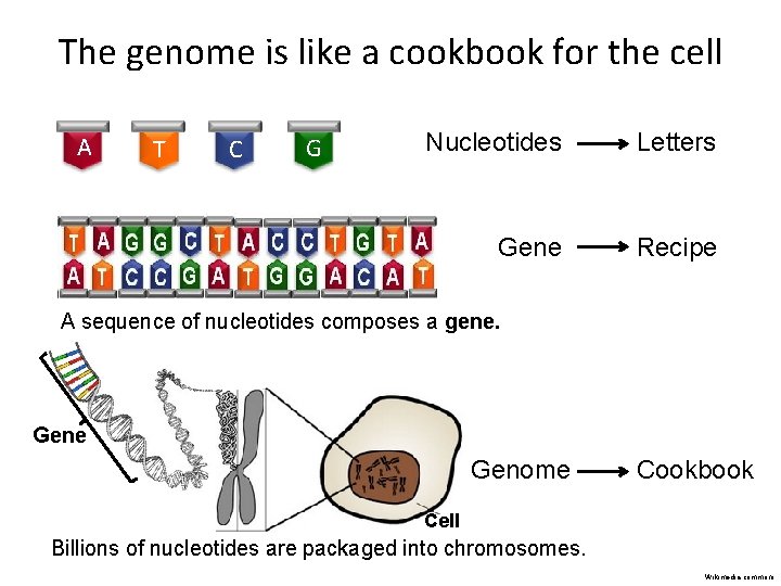 The genome is like a cookbook for the cell A T C G Nucleotides