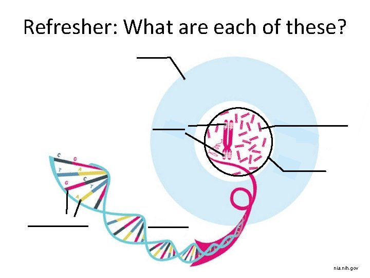 Refresher: What are each of these? nia. nih. gov 