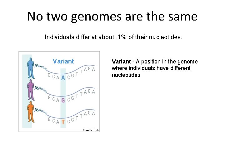 No two genomes are the same Individuals differ at about. 1% of their nucleotides.