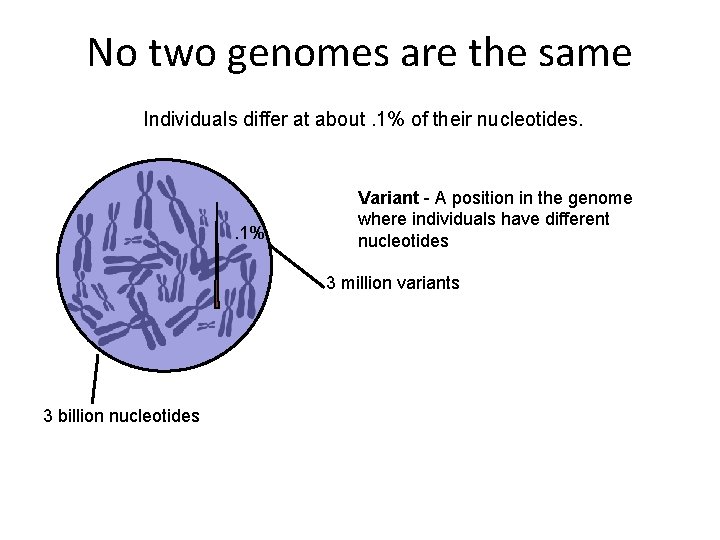 No two genomes are the same Individuals differ at about. 1% of their nucleotides.