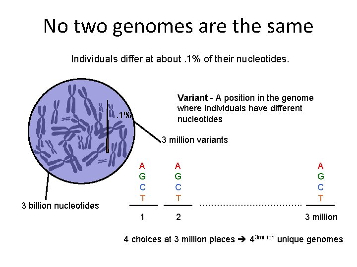 No two genomes are the same Individuals differ at about. 1% of their nucleotides.