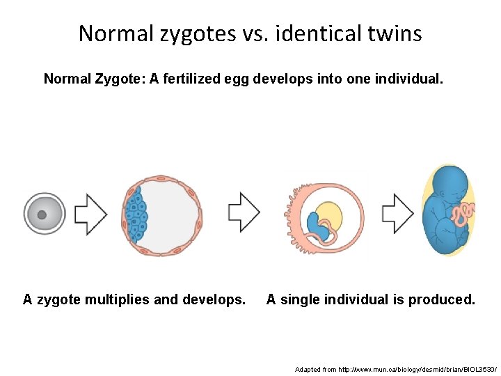Normal zygotes vs. identical twins Normal Zygote: A fertilized egg develops into one individual.