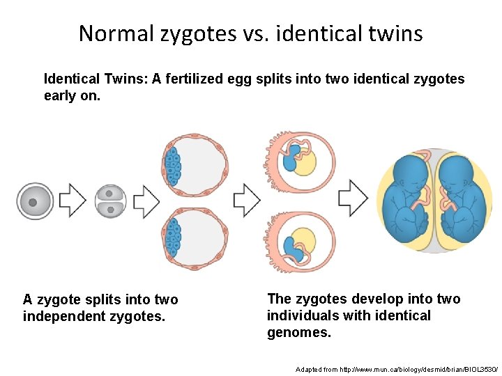 Normal zygotes vs. identical twins Identical Twins: A fertilized egg splits into two identical