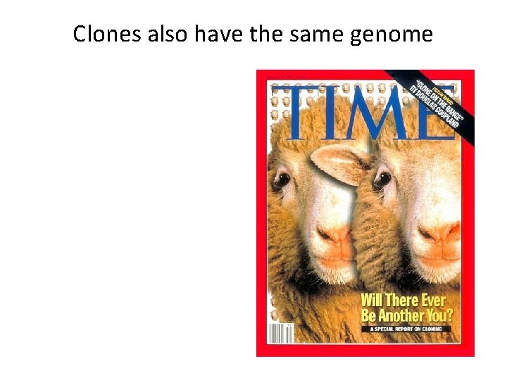 Clones also have the same genome 