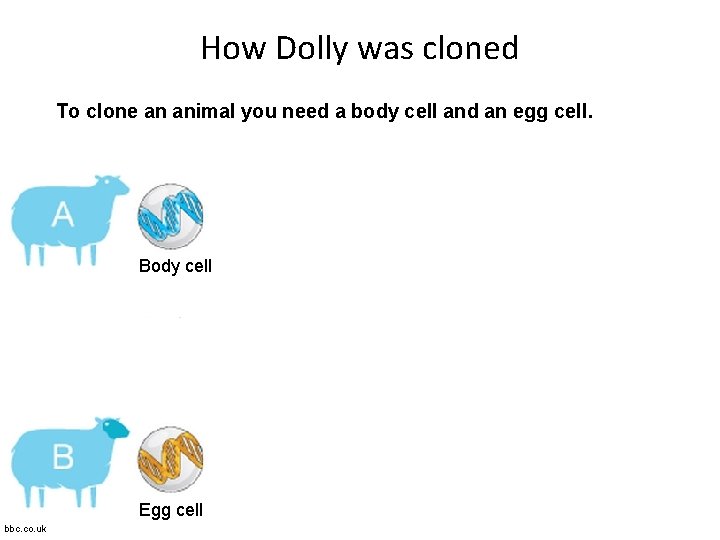 How Dolly was cloned To clone an animal you need a body cell and